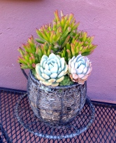 Succulent in Wire Cup